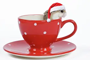 310320: Roborovski Hamster - in tea cup wearing a red Christmas hat