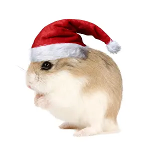 040718: Roborovski Hamster wearing Christmas hat. Digital