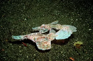 Mated: Robust Ghost Pipefish - A mated pair pretending