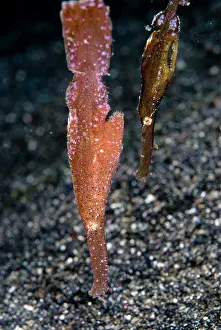 Pipefish: Robust Ghost Pipefish pair