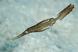 Pipefish: Robust Ghost Pipefish (Solenostomus cyanopterus)