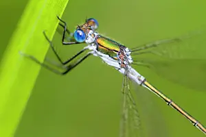 Dryas: Robust Spreadwing