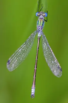 Dryas: Robust Spreadwing