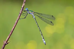 Dryas: Robust Spreadwing Damselfly - male