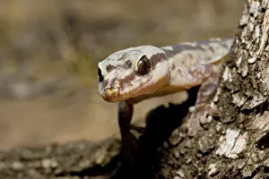 Oedura: Robust velvet gecko