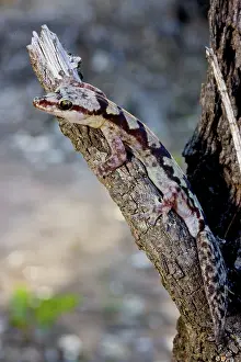 Oedura: Robust velvet gecko