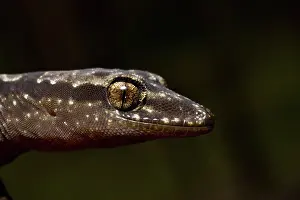 Oedura: Robust Velvet Gecko