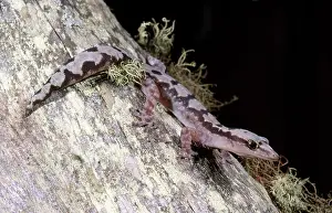 Geckos: Robust Velvet Gecko