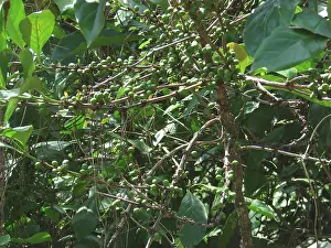 Zanzibar: Robusta Coffee plant