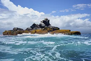 Ecuador: Roca Union, rocks in the sea, blue-footed booby (Sula nebouxii)