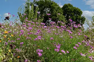 Organic: ROCAMBOLE GARDENS