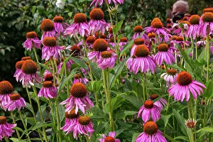 Purpurea: ROCAMBOLE GARDENS