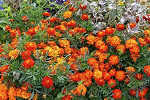 Marigold: ROCAMBOLE GARDENS