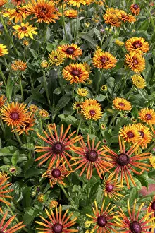 Rudbeckia: ROCAMBOLE GARDENS