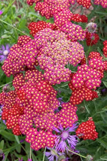 Millefolium: ROCAMBOLE GARDENS