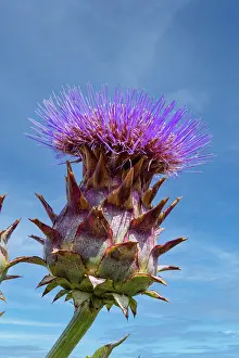 Thistle: ROCAMBOLE GARDENS