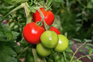 Vegetables: ROCAMBOLE GARDENS