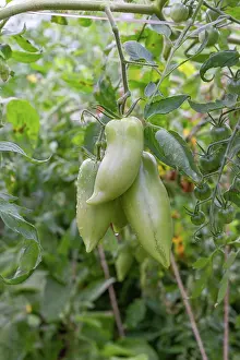 Vegetables: ROCAMBOLE GARDENS