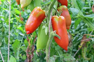 Vegetables: ROCAMBOLE GARDENS