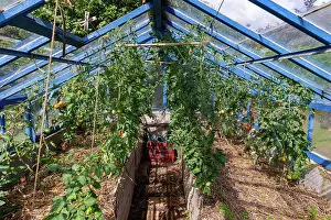 Vegetables: ROCAMBOLE GARDENS