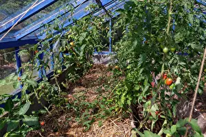 Vegetables: ROCAMBOLE GARDENS