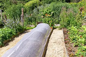 Charlotte: ROCAMBOLE GARDENS
