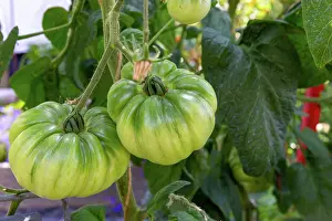 Vegetables: ROCAMBOLE GARDENS