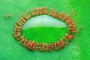 Piling: Rock ants feasting on green leaf, piling on top