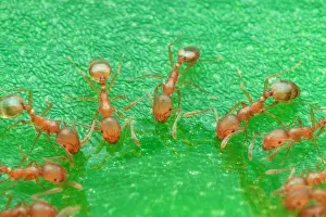 Piling: Rock ants feasting on green leaf, piling on top