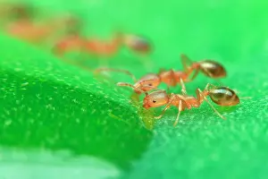 Piling: Rock ants feasting on green leaf, piling on top