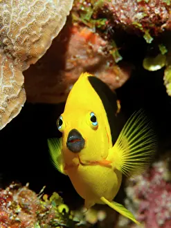 290419: Rock Beauty (Holacanthus tricolor) in front of a