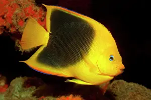 Gorda: Rock beauty (Holacanthus tricolor), Caribbean Sea