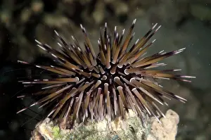 Mabul: Rock-boring Urchin on night dive