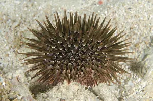 Menjangan: Rock-boring Urchin - NusaBay Menjangan Hotel house reef, Wes