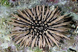 Menjangan: Rock-boring Urchin - NusaBay Menjangan Hotel house reef, Wes