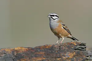 Emberizidae: Rock Bunting