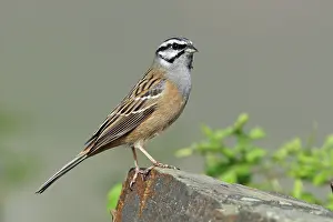 Emberizidae: Rock Bunting