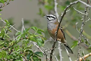 Emberizidae: Rock Bunting