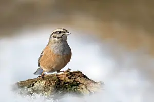 Emberiza: Rock Bunting (Emberiza cia) sits on a branch in