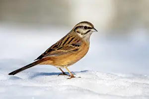 Terfens: Rock Bunting (Emberiza cia), sitting on snow-covered
