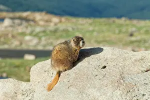 Marmots: Rock Chuck / Yellow-bellied Marmot - on rocks at 14, 000 feet