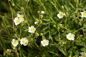 Potentilla: Rock cinquefoil - very rare in UK