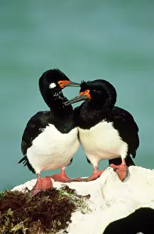 Mutual: Rock Cormorant - pair near nest