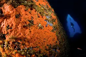 Sponge: rock covered with encrustating red sponge, Spirastrella cunc