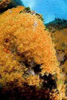 Lazio: Rock covered with Parazoanthus axinellae, Ponza Island, Ital
