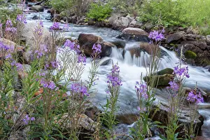 Rapids: Rock Creek in the Pioneer Mountains of the