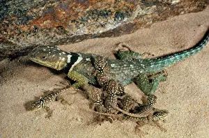 Crevice: Rock-Crevice Lizard and brood