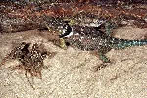 Crevice: Rock-crevice Spiny Lizard
