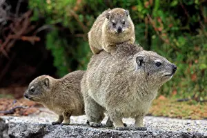Capensis: Rock Dassie (Procavia capensis), female with you