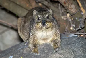 Procavia: Rock Dassie - resting on rock, showing foot structure